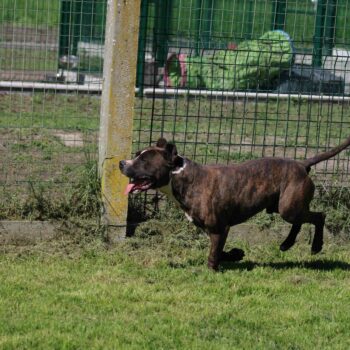Bouba