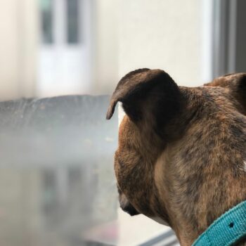 Bella