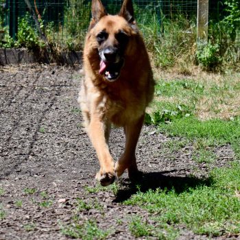 Tayson