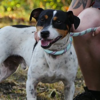 Rambo