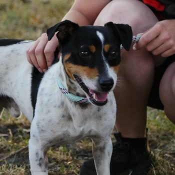 Rambo