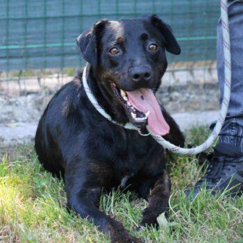 Paxi