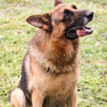 Tayson