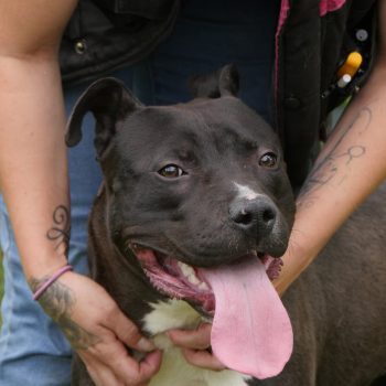 Bandy