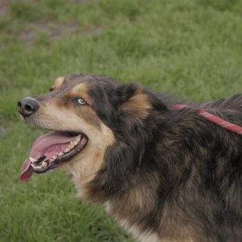 Rex