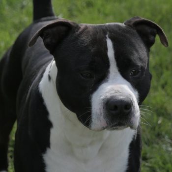 Vasco