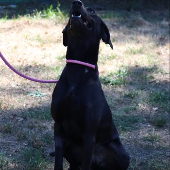 Leika